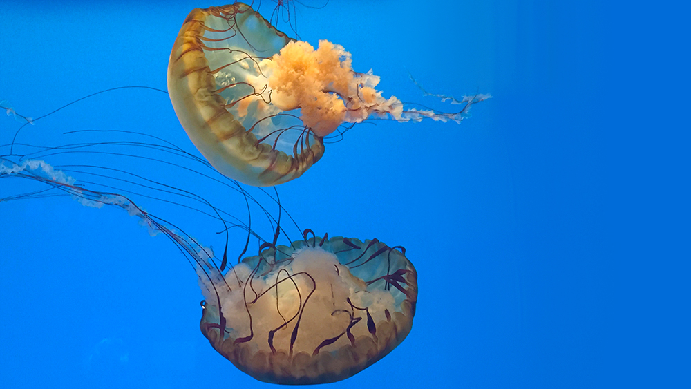 Jellyfish Can Learn Directions | The Institute for Creation Research